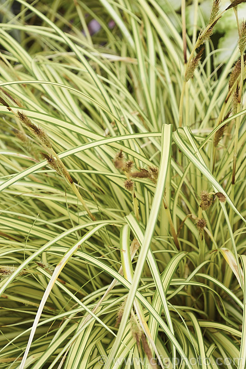 <i>Carex oshimensis</i> 'Evergold', a boldly variegated cultivar of a Japanese sedge. It is around 40cm high when in flower and can from a clump up to 50cm wide. The foliage may be evergreen or deciduous depending on the severity of winter conditions. Order: Poales, Family: Cyperaceae