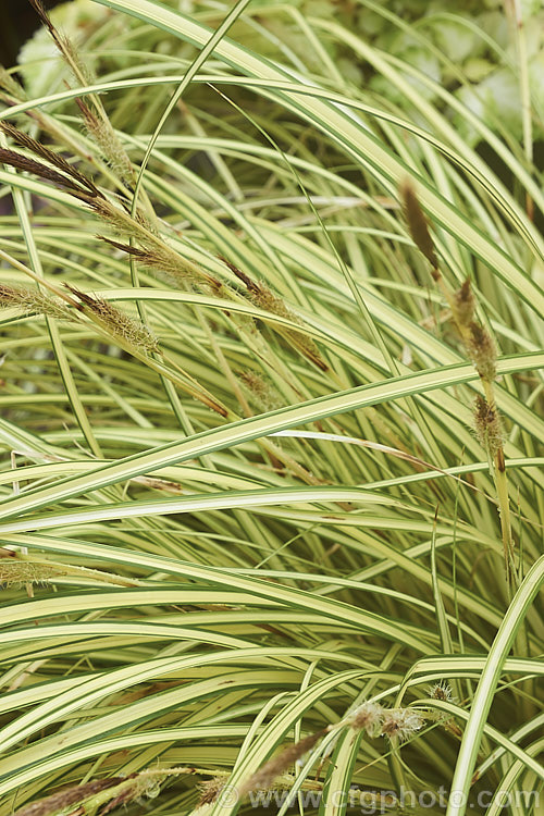 <i>Carex oshimensis</i> 'Evergold', a boldly variegated cultivar of a Japanese sedge. It is around 40cm high when in flower and can from a clump up to 50cm wide. The foliage may be evergreen or deciduous depending on the severity of winter conditions. Order: Poales, Family: Cyperaceae