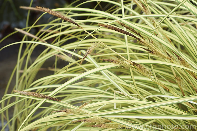 <i>Carex oshimensis</i> 'Evergold', a boldly variegated cultivar of a Japanese sedge. It is around 40cm high when in flower and can from a clump up to 50cm wide. The foliage may be evergreen or deciduous depending on the severity of winter conditions. Order: Poales, Family: Cyperaceae