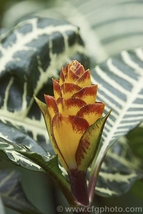 Developing flowerhead of the Zebra Plant (<i>Aphelandra squarrosa</i>), a Brazilian evergreen shrub that is widely grown as a house plant. The foliage is usually variegated and it produces showy heads of yellow bracts. The true flowers are white. aphelandra-2346htm'>Aphelandra.