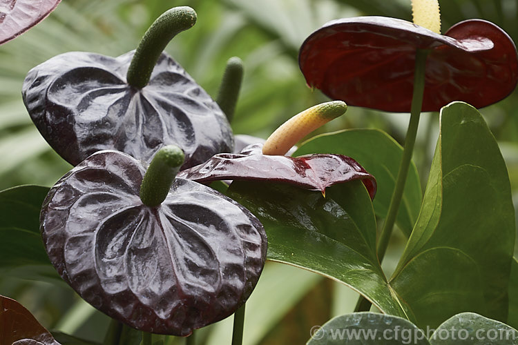 Anthurium 'Otazu', one of the many cultivated forms of Anthurium, usually hybrids or cultivars of the flamingo flower (<i>Anthurium andraeanum</i>), an epiphytic evergreen perennial native to Colombia and Ecuador 'Otazu' is notable for its very dark blackish-red spathes, which lighten in colour with age. anthurium-2027htm'>Anthurium.