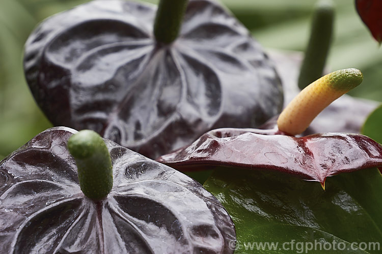 Anthurium 'Otazu', one of the many cultivated forms of Anthurium, usually hybrids or cultivars of the flamingo flower (<i>Anthurium andraeanum</i>), an epiphytic evergreen perennial native to Colombia and Ecuador 'Otazu' is notable for its very dark blackish-red spathes, which lighten in colour with age. anthurium-2027htm'>Anthurium.