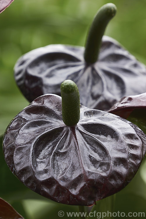 Anthurium 'Otazu', one of the many cultivated forms of Anthurium, usually hybrids or cultivars of the flamingo flower (<i>Anthurium andraeanum</i>), an epiphytic evergreen perennial native to Colombia and Ecuador 'Otazu' is notable for its very dark blackish-red spathes, which lighten in colour with age. anthurium-2027htm'>Anthurium.