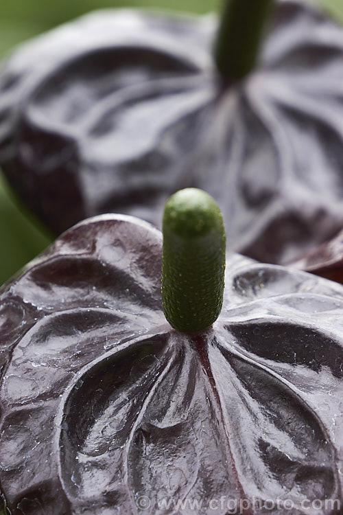 Anthurium 'Otazu', one of the many cultivated forms of Anthurium, usually hybrids or cultivars of the flamingo flower (<i>Anthurium andraeanum</i>), an epiphytic evergreen perennial native to Colombia and Ecuador 'Otazu' is notable for its very dark blackish-red spathes, which lighten in colour with age. anthurium-2027htm'>Anthurium.