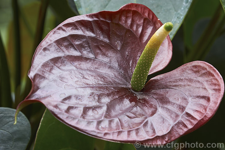 Anthurium 'Otazu', one of the many cultivated forms of Anthurium, usually hybrids or cultivars of the flamingo flower (<i>Anthurium andraeanum</i>), an epiphytic evergreen perennial native to Colombia and Ecuador 'Otazu' is notable for its very dark blackish-red spathes, which lighten in colour with age. anthurium-2027htm'>Anthurium.