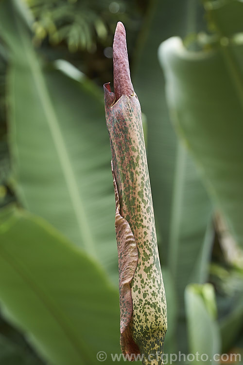 The developing flowerhead of the Devil's Tongue, Snake Palm or Umbrella Arum (<i>Amorphophallus rivieri</i>), a large cormous perennial found from Indonesia to southern Japan. It produces deeply divided leaves up to 13m wide and pungent aroid flowers with a spathe to 40cm long and a spadix and appendix to 55cm long. This is the cultivar 'Konjac', which has a slightly larger limb than the species and is cultivated in its native range for its edible corms. Order: Alismatales, Family: Araceae