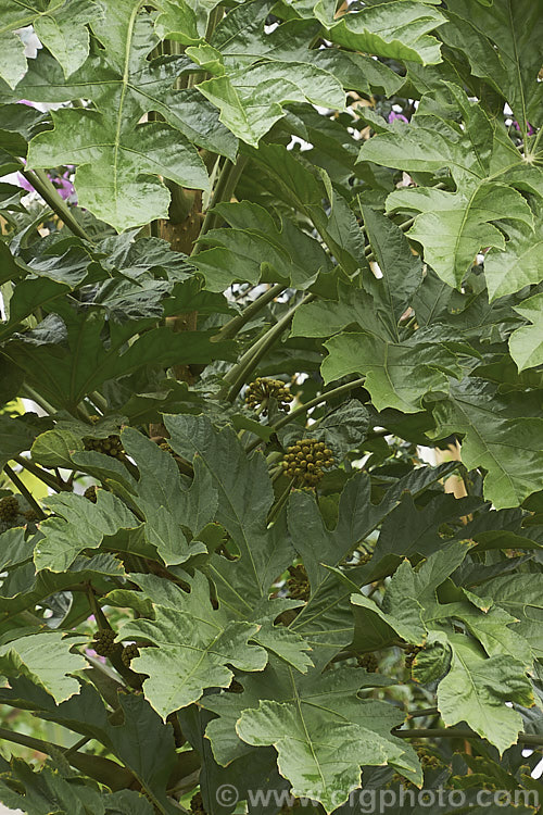 Mature foliage of the Snowflake. Tree (<i>Trevesia palmata</i>), a large evergreen shrub or small tree native to tropical Asia, found from India to Thailand and southern China. It is notable for its unusually shaped and divided foliage. The heads of small cream flowers can be quite showy but are often largely hidden among the foliage. Flower buds can be seen in this image. trevesia-3365htm'>Trevesia. Order: Apiales, Family: Araliaceae