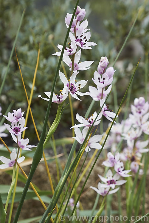 Rice Flower (<i>Wurmbea stricta [syns. Onixotis stricta, Onixotis triquetra]), a late winter- to spring-flowering corm native to South Africa. Order: Liliales, Family: Colchicaceae