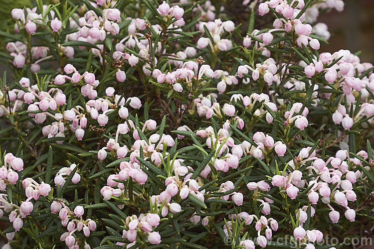 Andromeda polifolia 'Shibitsu', a compact, pale pink-flowered cultivar of the Bog Rosemary, a small, evergreen, wiry-stemmed, spring-flowering shrub that occurs naturally over much of Europe and south-central Russia. In gardens it is mainly cultivated as a rockery plant and despite the common name does not require boggy conditions. Order: Ericales, Family: Ericaceae