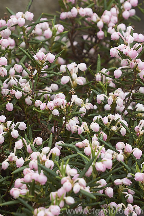 Andromeda polifolia 'Shibitsu', a compact, pale pink-flowered cultivar of the Bog Rosemary, a small, evergreen, wiry-stemmed, spring-flowering shrub that occurs naturally over much of Europe and south-central Russia. In gardens it is mainly cultivated as a rockery plant and despite the common name does not require boggy conditions. Order: Ericales, Family: Ericaceae