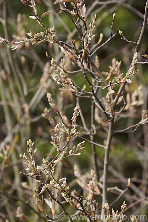 Shadbush (<i>Amelanchier canadensis</i>) in early spring with leaf and flower buds opening. This deciduous shrub or small tree is up to 8m tall It is native to eastern North America and in spring is covered in white flowers that are followed by small purple-black fruits. In cultivation this species is often confused with Amelanchier lamarckii, but is most readily distinguished by its tendency to be shrubby rather than tree-like ands by its ready production of suckers. Order: Rosales, Family: Rosaceae