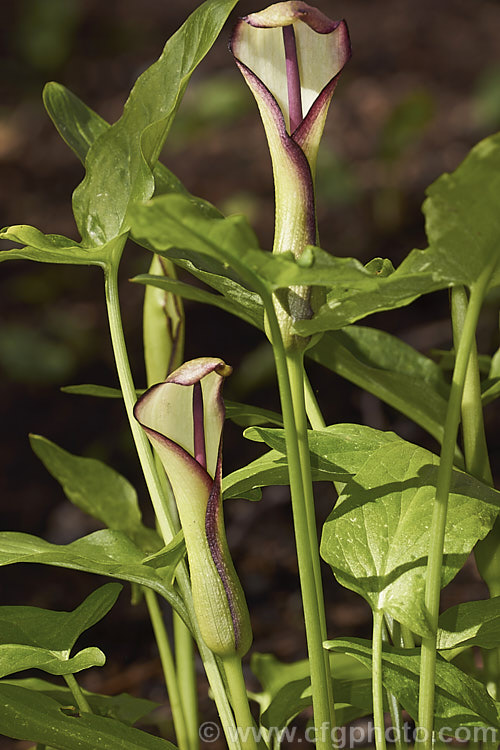 Arum hygrophilum, a spring-flowering perennial native to North Africa and the Middle. East, with a disrupted distribution that covers. Israel to Syria with outliers in Morocco and Cyprus. Its flower stems are usually 30-45cm tall but can reach 70cm. In a mild climate it can be in bloom from mid-winter until early summer. arum-2367htm'>Arum.