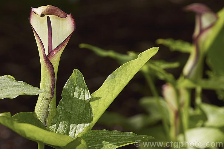 Arum hygrophilum, a spring-flowering perennial native to North Africa and the Middle. East, with a disrupted distribution that covers. Israel to Syria with outliers in Morocco and Cyprus. Its flower stems are usually 30-45cm tall but can reach 70cm. In a mild climate it can be in bloom from mid-winter until early summer. arum-2367htm'>Arum.