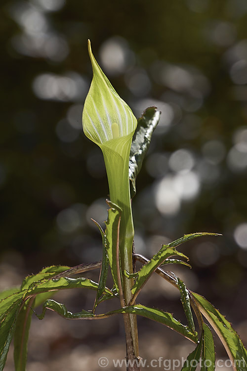 Japanese Cobra Lily (<i>Arisaema serratum</i>), a spring-flowering bulb that has flower stems that can be anywhere from 50-150cm tall. The spathes range in colour from pale green to deep maroon, often with white stripes. It occur naturally in Japan and neighbouring parts of Korea and China. Its two leaves are made up of 7-20 leaflets which may be plain green or variegated. Order: Alismatales, Family: Araceae