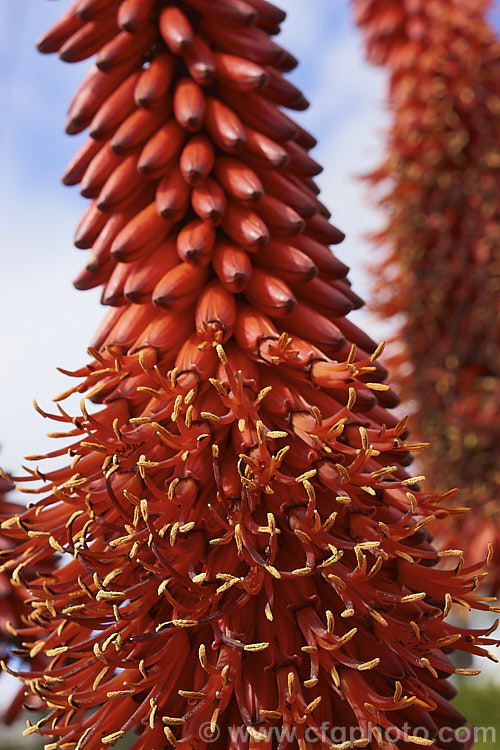 Opening flowerhead of the Cape. Aloe or Fierce. Aloe (<i>Aloe ferox</i>), a winter-flowering woody-stemmed perennial native to the Cape. Province of South Africa. The main trunk can be up to 3m tall In addition to having spine-tipped edges, the succulent foliage is studded with spines, though the extent of this is variable. Order: Asparagales, Family: Asphodelaceae