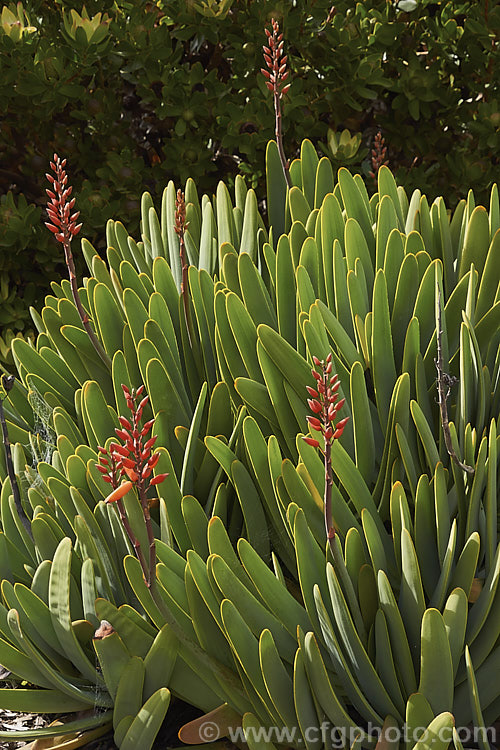 Fan Aloe (<i>Aloe plicatilis</i>), a winter- to spring-flowering, woody-based, succulent perennial native to the Cape. Province of South Africa. The fan-like arrangement of the 30-40cm long leaves is very distinctive. Order: Asparagales, Family: Asphodelaceae