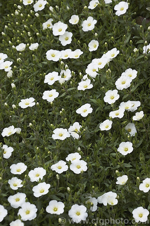 Arenaria montana 'Avalanche', vigorous cultivar of a low, spreading, spring- to summer-flowering perennial or subshrub native to southwestern Europe. It is often cultivated as a rockery plant. Order: Caryophyllales, Family: Caryophyllaceae