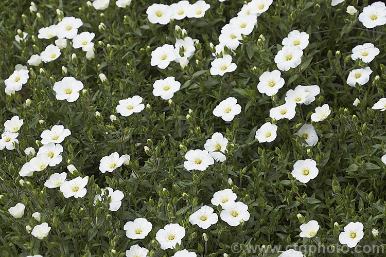 Arenaria montana 'Avalanche', vigorous cultivar of a low, spreading, spring- to summer-flowering perennial or subshrub native to southwestern Europe. It is often cultivated as a rockery plant. Order: Caryophyllales, Family: Caryophyllaceae