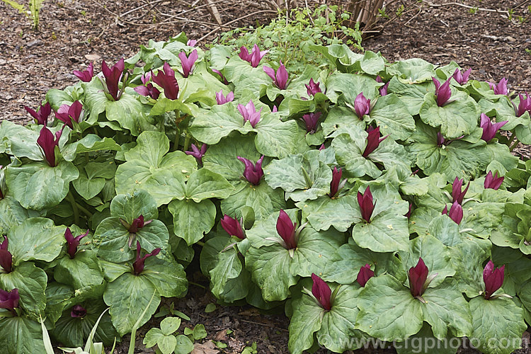 Giant Trillium (<i>Trillium chloropetalum</i>), a clump-forming, spring-flowering, 20-65cm tall perennial that occurs in many forms in the western United States. White-flowered forms may be hybrids with Trillium albidum. trillium-2304htm'>Trillium. <a href='melanthiaceae-plant-family-photoshtml'>Melanthiaceae</a>.