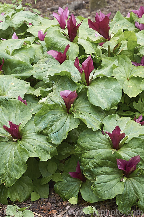 Giant Trillium (<i>Trillium chloropetalum</i>), a clump-forming, spring-flowering, 20-65cm tall perennial that occurs in many forms in the western United States. White-flowered forms may be hybrids with Trillium albidum. trillium-2304htm'>Trillium. <a href='melanthiaceae-plant-family-photoshtml'>Melanthiaceae</a>.