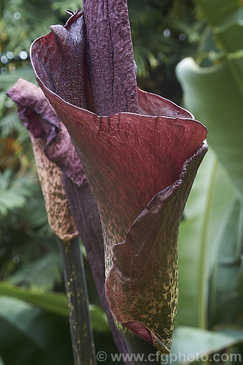 Devil's Tongue, Snake Palm or Umbrella Arum (<i>Amorphophallus rivieri</i>), a large cormous perennial found from Indonesia to southern Japan. It produces deeply divided leaves up to 13m wide and pungent aroid flowers with a spathe to 40cm long and a spadix and appendix to 55cm long. This is the cultivar 'Konjac', which has a slightly larger limb than the species and is cultivated in its native range for its edible corms. Order: Alismatales, Family: Araceae