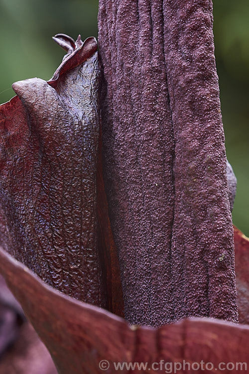 Devil's Tongue, Snake Palm or Umbrella Arum (<i>Amorphophallus rivieri</i>), a large cormous perennial found from Indonesia to southern Japan. It produces deeply divided leaves up to 13m wide and pungent aroid flowers with a spathe to 40cm long and a spadix and appendix to 55cm long. This is the cultivar 'Konjac', which has a slightly larger limb than the species and is cultivated in its native range for its edible corms. Order: Alismatales, Family: Araceae