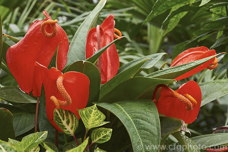 Anthurium scherzerianum, an evergreen perennial native to Costa. Rica, often seen cultivated as a house or greenhouse plant. It is noted for its spirally contorted spadix, which can be up to 8cm long. Both it and the spathe are a bright orange-red. anthurium-2027htm'>Anthurium.