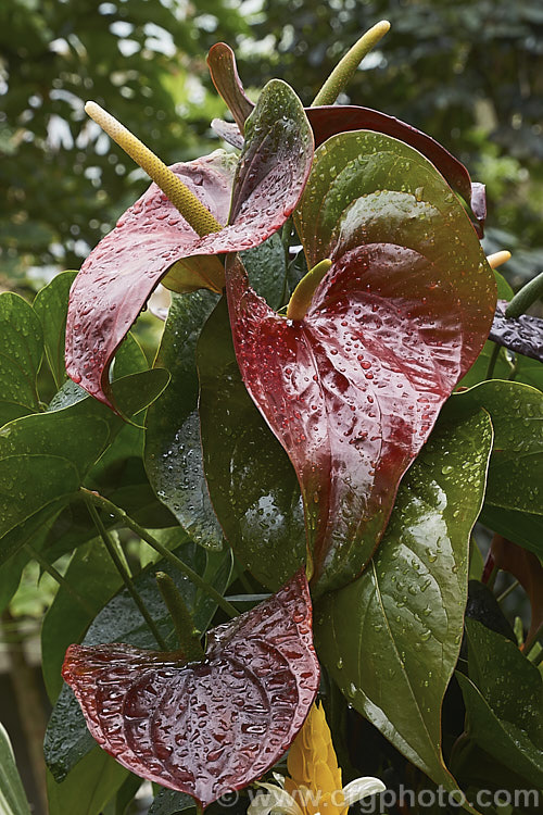 Mature flowerheads of Anthurium 'Otazu', one of the many cultivated forms of Anthurium. Cultivated anthuriums are usually hybrids or cultivars of the Flamingo. Flower (<i>Anthurium andraeanum</i>), an epiphytic evergreen perennial native to Colombia and Ecuador 'Otazu' is notable for its spathes, which are initially red, turn to very dark blackish-red and then lighten again with age. anthurium-2027htm'>Anthurium.