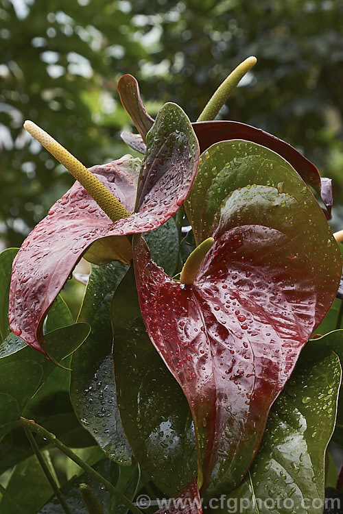 Mature flowerheads of Anthurium 'Otazu', one of the many cultivated forms of Anthurium. Cultivated anthuriums are usually hybrids or cultivars of the Flamingo. Flower (<i>Anthurium andraeanum</i>), an epiphytic evergreen perennial native to Colombia and Ecuador 'Otazu' is notable for its spathes, which are initially red, turn to very dark blackish-red and then lighten again with age. anthurium-2027htm'>Anthurium.