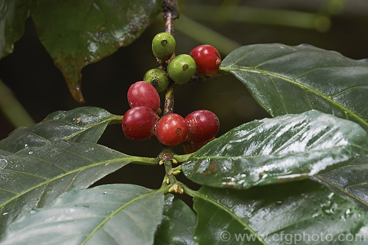 Arabian. Coffee (<i>Coffea arabica</i>), one of the two main species of commercial coffee, it has a lower yield and is more susceptible to disease that. Coffea canephora (syn. Coffea robusta</i>), but produces a smoother coffee, better flavoured coffee. It is an evergreen shrub or small tree from Ethiopia and Sudan. It produces an abundance of fragrant white flowers that develop into berries, each containing two of the familiar seeds or 'beans'. coffea-2814htm'>Coffea. <a href='rubiaceae-plant-family-photoshtml'>Rubiaceae</a>.