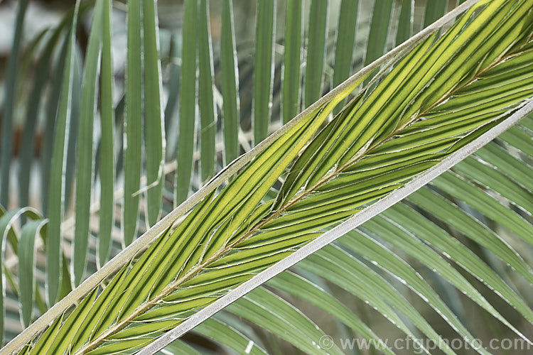 Unfurling leaf of the Pygmy Palm or Dwarf Date Palm (<i>Phoenix roebelinii</i>), a feather palm native to Laos. It rarely exceeds 3m tall but the fronds can reach 2m long. Its pale yellow flowers are followed by small edible fruit. Order: Arecales, Family: Arecaceae