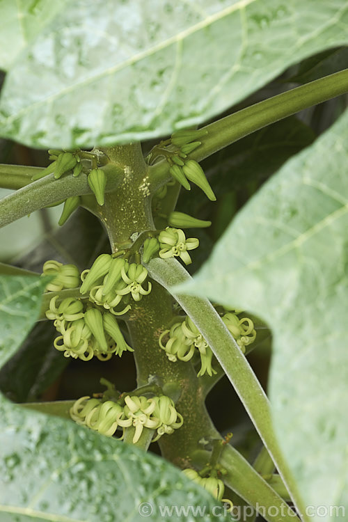 Flowers of the Papaya or Pawpaw (<i>Carica papaya</i>), a native of tropical South America now widely cultivated throughout the tropics and subtropics for its edible fruit. Order: Brassicales, Family: Caricaceae