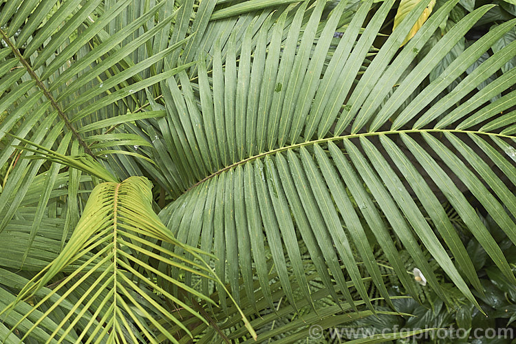 Bangalow. Palm or Piccabeen. Palm (<i>Archontophoenix cunninghamiana</i>), a graceful feather palm to 22m tall found in eastern Australia from Mackay to Batemans. Bay Order: Arecales, Family: Arecaceae