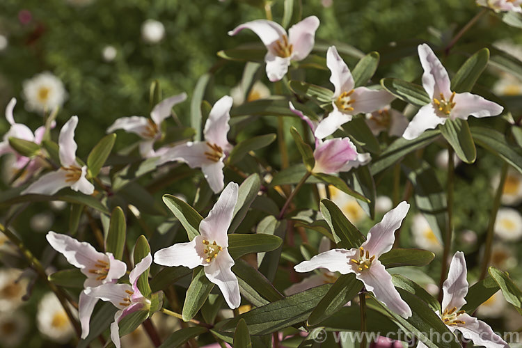 Trillium pusillum var. pusillum, a natural variety of the Little Trillium or Dwarf Wakerobin, a small spring-flowering perennial native to the southeastern quarter of the United States, excluding the gulf region. It has narrow leaves and although its flower stems can reach 20cm tall, 10cm is more common. In this form the foliage usually has a strong purple-bronze tint. trillium-2304htm'>Trillium. <a href='melanthiaceae-plant-family-photoshtml'>Melanthiaceae</a>.