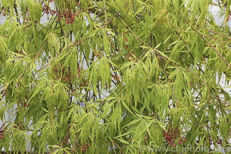 The soft green spring foliage and small red flowers of the Filigree-leafed Japanese Maple (<i>Acer palmatum</i> 'Dissectum'), an attractive, compact, shrubby Japanese Maple cultivar that also has brilliantly coloured autumn foliage but which is prone to wind burn. Order: Sapindales, Family: Sapindaceae