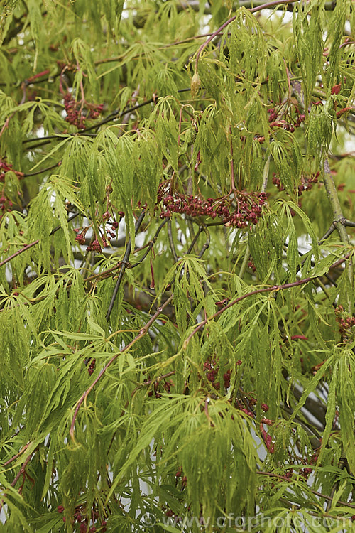 The soft green spring foliage and small red flowers of the Filigree-leafed Japanese Maple (<i>Acer palmatum</i> 'Dissectum'), an attractive, compact, shrubby Japanese Maple cultivar that also has brilliantly coloured autumn foliage but which is prone to wind burn. Order: Sapindales, Family: Sapindaceae