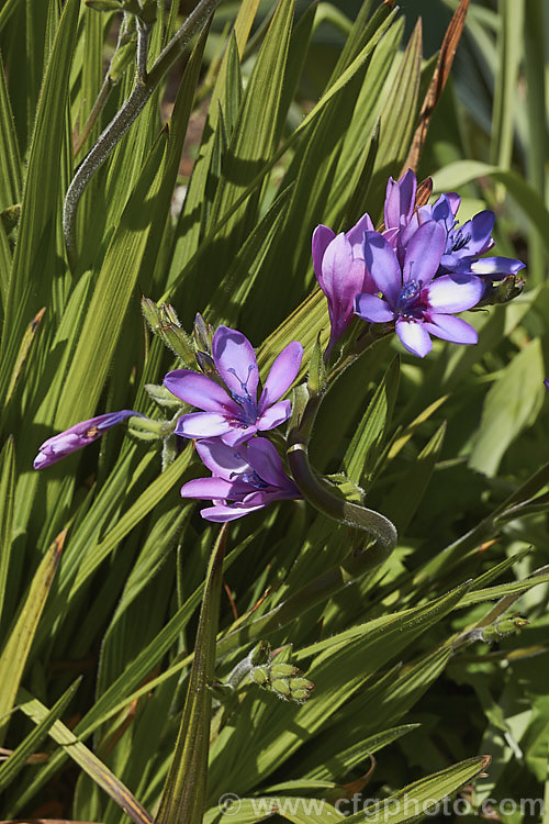 Baboon. Flower (<i>Babiana angustifolia</i>), this very easily cultivated spring-flowering. South African bulb from the iris family is so-named because its corms are eaten by baboons. The flower colour and pattern is variable. Many of the plants commonly cultivated under the name. Babiana stricta are actually this species. babiana-2590htm'>Babiana.