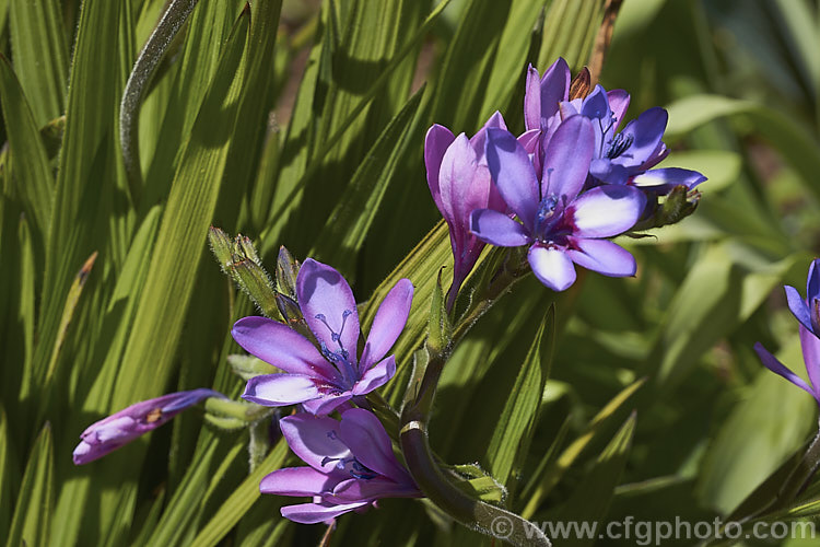 Baboon. Flower (<i>Babiana angustifolia</i>), this very easily cultivated spring-flowering. South African bulb from the iris family is so-named because its corms are eaten by baboons. The flower colour and pattern is variable. Many of the plants commonly cultivated under the name. Babiana stricta are actually this species. babiana-2590htm'>Babiana.