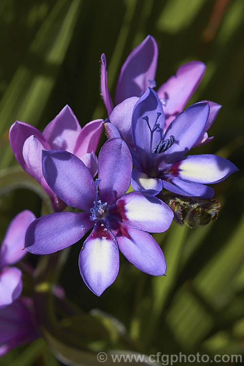 Baboon. Flower (<i>Babiana angustifolia</i>), this very easily cultivated spring-flowering. South African bulb from the iris family is so-named because its corms are eaten by baboons. The flower colour and pattern is variable. Many of the plants commonly cultivated under the name. Babiana stricta are actually this species. babiana-2590htm'>Babiana.