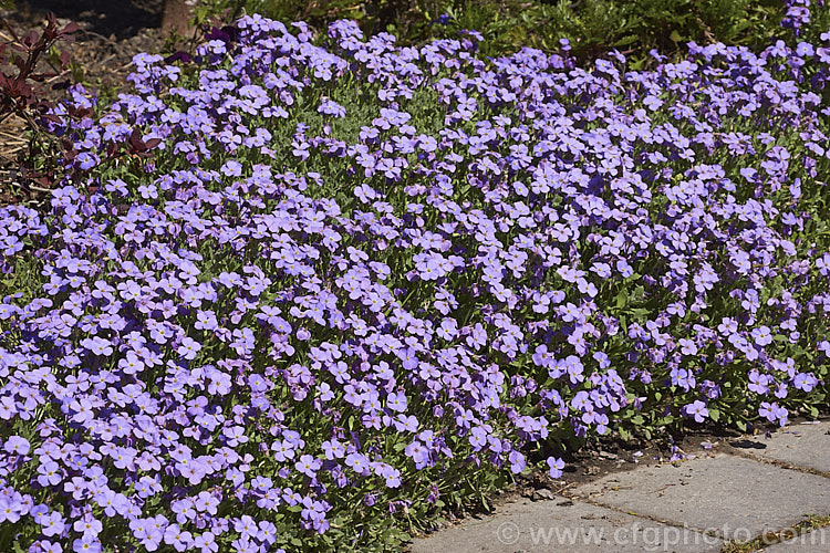 Aubretia (<i>Aubrieta deltoidea</i>), a spring-flowering perennial native to the Aegean region. Sometimes grown as a bedding annual, it is also widely grown as a rockery plant and is ideal for spilling over rock walls and growing in the cracks in stone paving. Note the difference in the spelling of the common name aubretia and the proper name. Aubrieta. aubrieta-2388htm'>Aubrieta. .