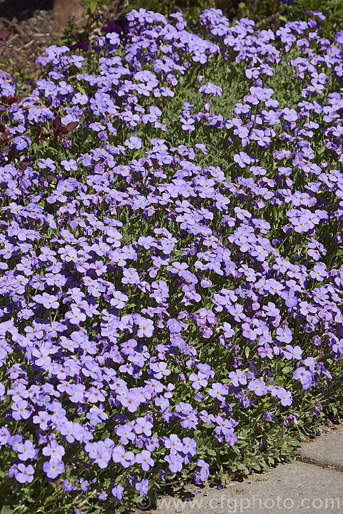 Aubretia (<i>Aubrieta deltoidea</i>), a spring-flowering perennial native to the Aegean region. Sometimes grown as a bedding annual, it is also widely grown as a rockery plant and is ideal for spilling over rock walls and growing in the cracks in stone paving. Note the difference in the spelling of the common name aubretia and the proper name. Aubrieta. aubrieta-2388htm'>Aubrieta. .