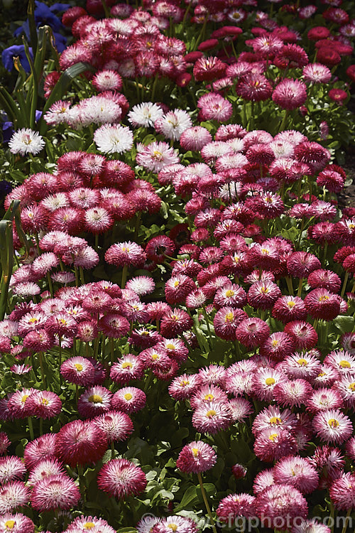 Habanera. Bellis. Daisy (<i>Bellis perennis. Habanera series</i>), one of many fancy-flowered seedling strains of the English Daisy, Common Lawn. Daisy or Pasture. Daisy, a small Eurasian perennial that is often considered a weed in its wild form, though its cultivated forms are popular bedding plants. Habanera is a series with long, frilly ray florets that make a fairly open flowerhead rather than the dense pompon often seen. bellis-2198htm'>Bellis.