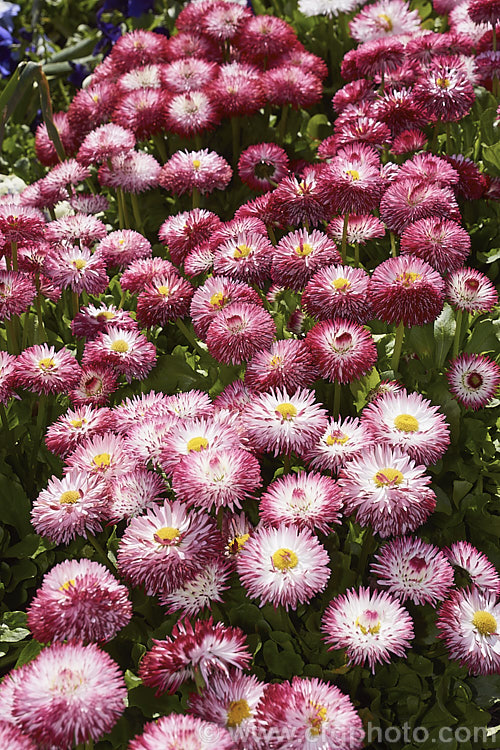 Habanera. Bellis. Daisy (<i>Bellis perennis. Habanera series</i>), one of many fancy-flowered seedling strains of the English Daisy, Common Lawn. Daisy or Pasture. Daisy, a small Eurasian perennial that is often considered a weed in its wild form, though its cultivated forms are popular bedding plants. Habanera is a series with long, frilly ray florets that make a fairly open flowerhead rather than the dense pompon often seen. bellis-2198htm'>Bellis.