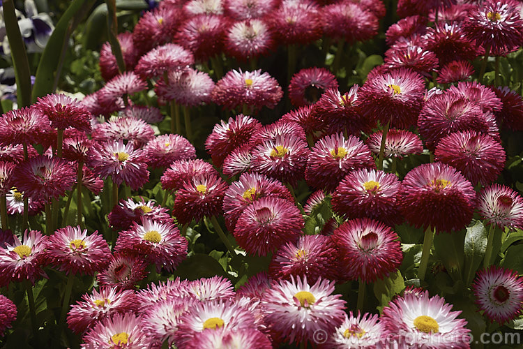 Habanera. Bellis. Daisy (<i>Bellis perennis. Habanera series</i>), one of many fancy-flowered seedling strains of the English Daisy, Common Lawn. Daisy or Pasture. Daisy, a small Eurasian perennial that is often considered a weed in its wild form, though its cultivated forms are popular bedding plants. Habanera is a series with long, frilly ray florets that make a fairly open flowerhead rather than the dense pompon often seen. bellis-2198htm'>Bellis.