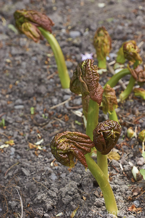 The newly emerged and still to unfurl spring foliage of Rodgersia aesculifolia, a rhizomatous perennial native to China. The foliage stems can grow to 15m tall and are topped by 60cm long plumes of tiny white flowers. The name aesculifolia come from the resemblance of the foliage to that of Horse Chestnut (<i>Aesculus hippocastanum</i>). rodgersia-2722htm'>Rodgersia. <a href='saxifragaceae-plant-family-photoshtml'>Saxifragaceae</a>.