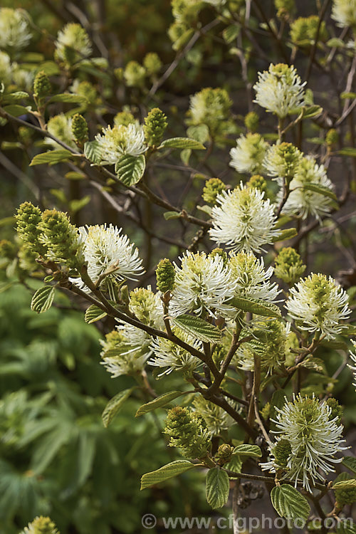 Fothergilla gardenii, a spring-flowering deciduous shrub native to the southeastern United States. It grows to around 3m tall, has toothed leaves to 65mm long and the flowers are mildly fragrant. fothergilla-2987htm'>Fothergilla. <a href='hamamelidaceae-plant-family-photoshtml'>Hamamelidaceae</a>.