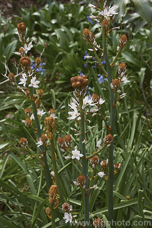 Asphodelus aestivus, a spring- to early summer-flowering perennial native to the Mediterranean region and the Canary Islands. The flower stems can be up to 2m tall asphodelus-2374htm'>Asphodelus.