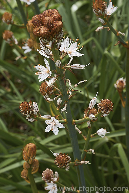 Asphodelus aestivus, a spring- to early summer-flowering perennial native to the Mediterranean region and the Canary Islands. The flower stems can be up to 2m tall asphodelus-2374htm'>Asphodelus.