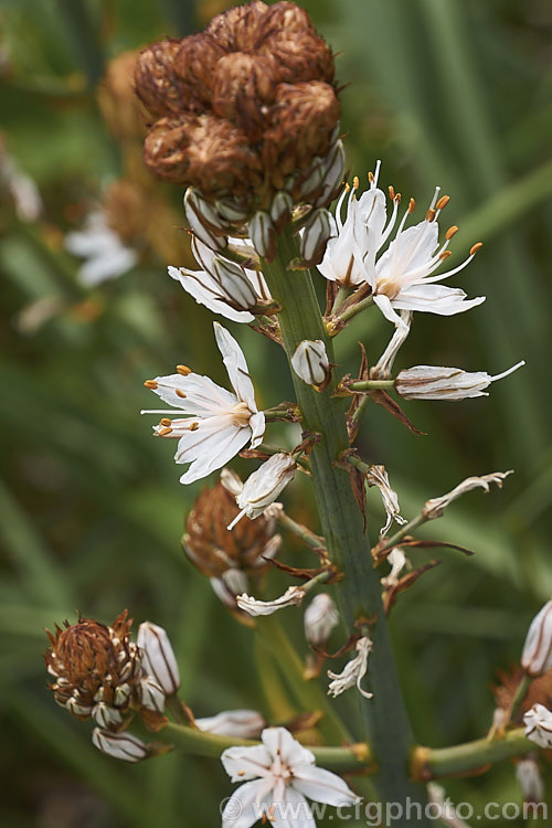 Asphodelus aestivus, a spring- to early summer-flowering perennial native to the Mediterranean region and the Canary Islands. The flower stems can be up to 2m tall asphodelus-2374htm'>Asphodelus.