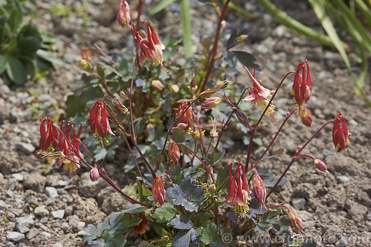 Aquilegia canadensis 'Little Lanterns', a compact cultivar of the Canadian Columbine or Eastern Red Columbine, a spring- to early summer-flowering herbaceous perennial native to eastern North America. Order: Ranunculales, Family: Ranunculaceae